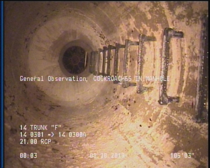 General Observation - COCKROACHES IN MANHOLE