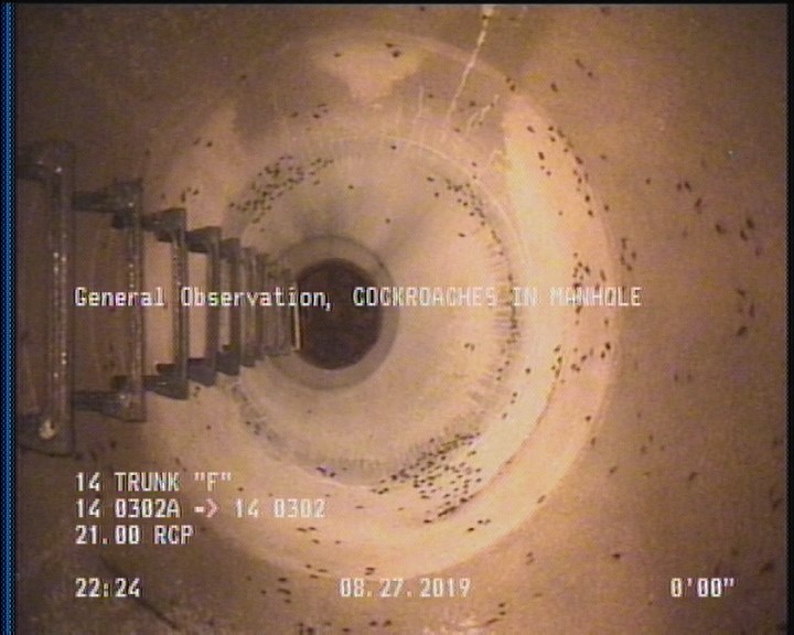 General Observation - COCKROACHES IN MANHOLE