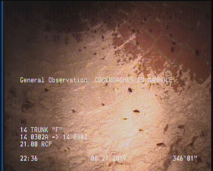 General Observation - COCKROACHES IN MANHOLE