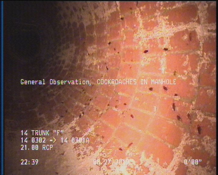 General Observation - COCKROACHES IN MANHOLE