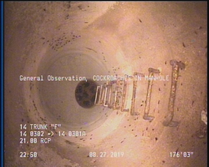 General Observation - COCKROACHES IN MANHOLE