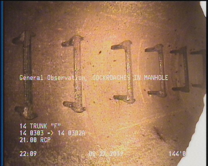 General Observation - COCKROACHES IN MANHOLE