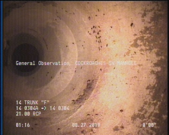 General Observation - COCKROACHES IN MANHOLE