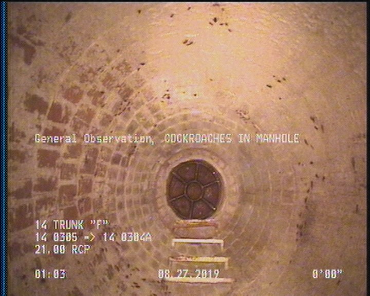 General Observation - COCKROACHES IN MANHOLE