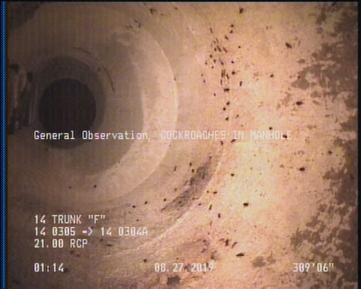 General Observation - COCKROACHES IN MANHOLE