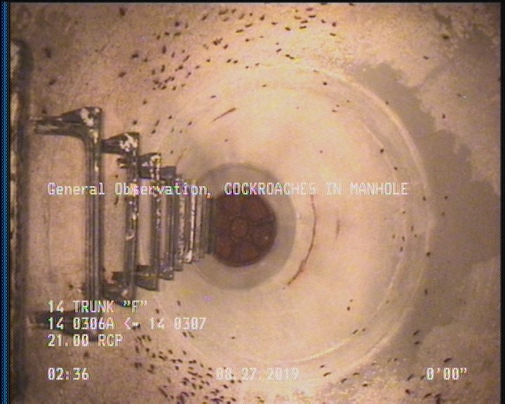 General Observation - COCKROACHES IN MANHOLE
