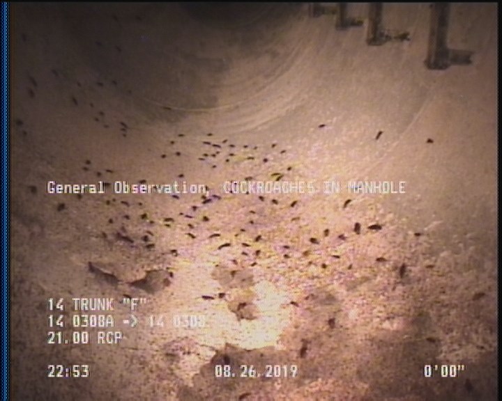General Observation - COCKROACHES IN MANHOLE