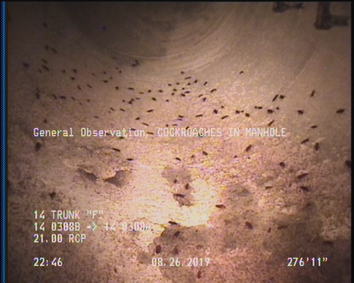 General Observation - COCKROACHES IN MANHOLE