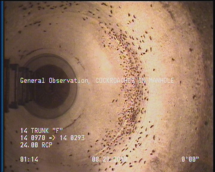 General Observation - COCKROACHES IN MANHOLE