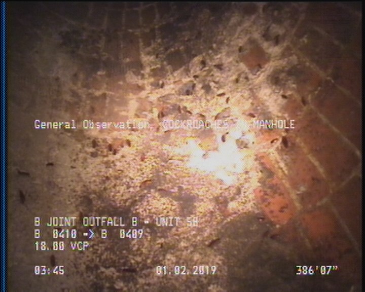 General Observation - COCKROACHES IN MANHOLE