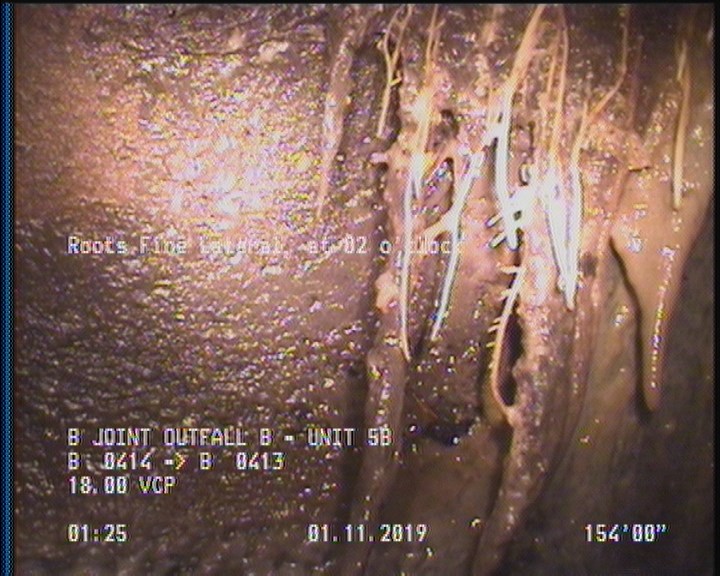 Roots Fine Lateral, at 02 o'clock