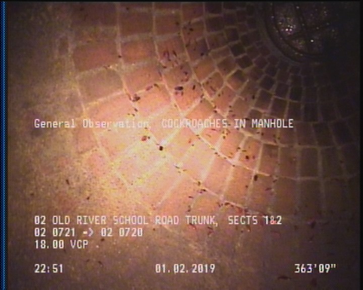 General Observation - COCKROACHES IN MANHOLE