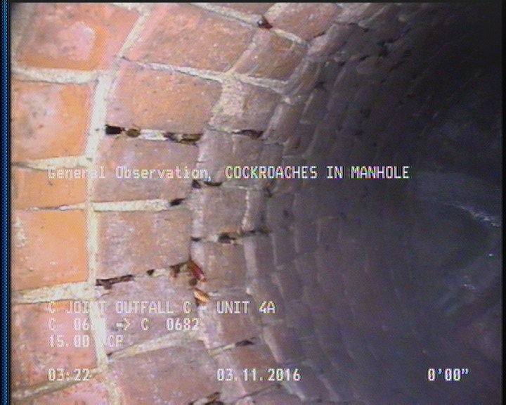 General Observation - COCKROACHES IN MANHOLE