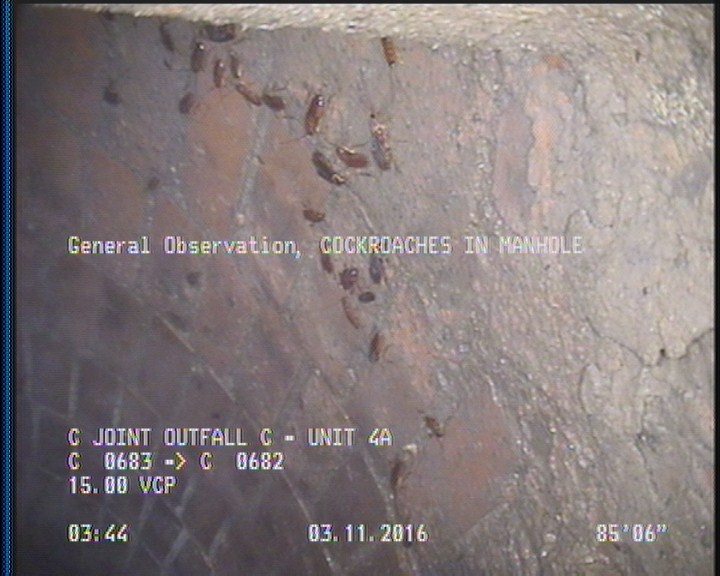 General Observation - COCKROACHES IN MANHOLE