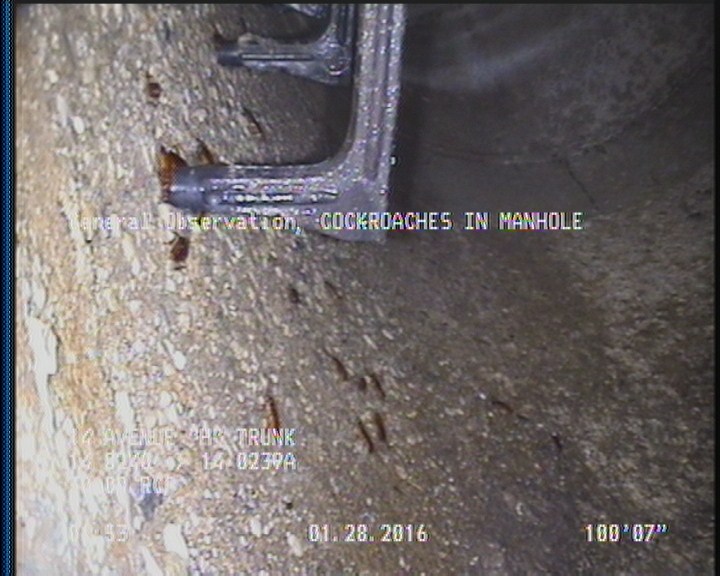 General Observation - COCKROACHES IN MANHOLE