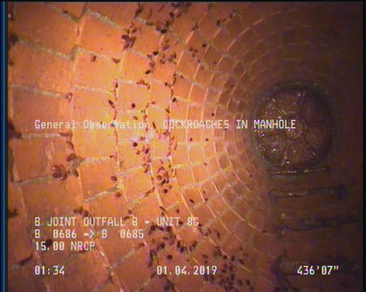 General Observation - COCKROACHES IN MANHOLE
