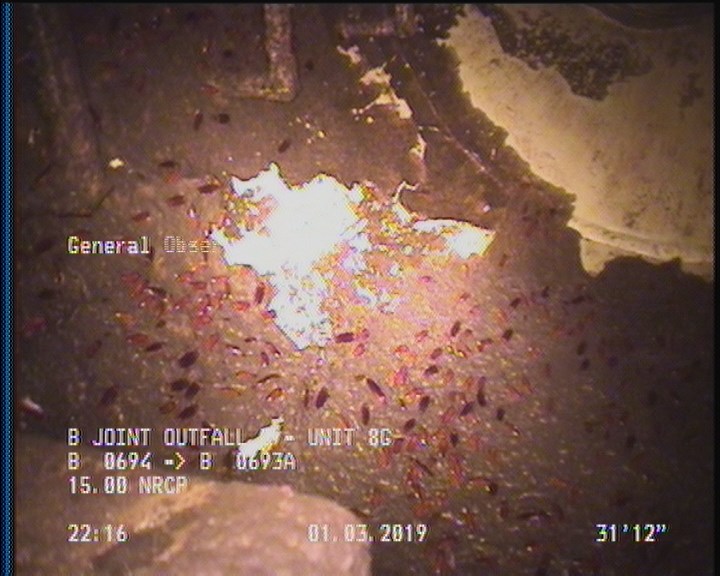 General Observation - COCKROACHES IN MANHOLE