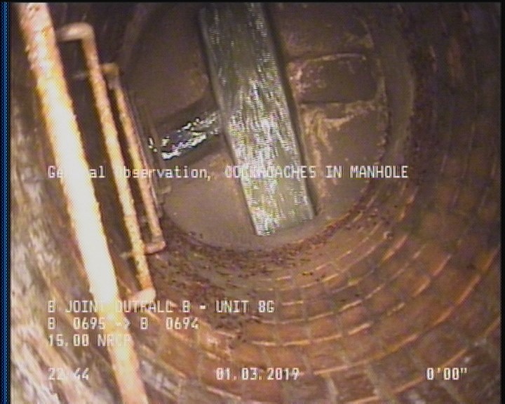 General Observation - COCKROACHES IN MANHOLE