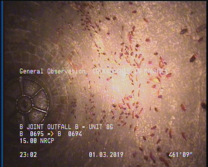 General Observation - COCKROACHES IN MANHOLE