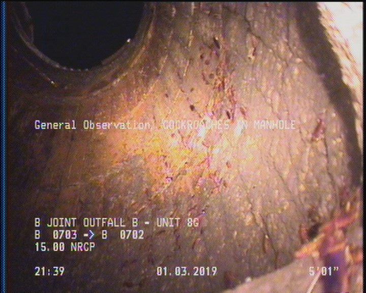 General Observation - COCKROACHES IN MANHOLE