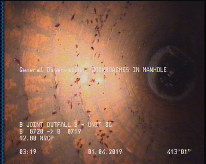 General Observation - COCKROACHES IN MANHOLE