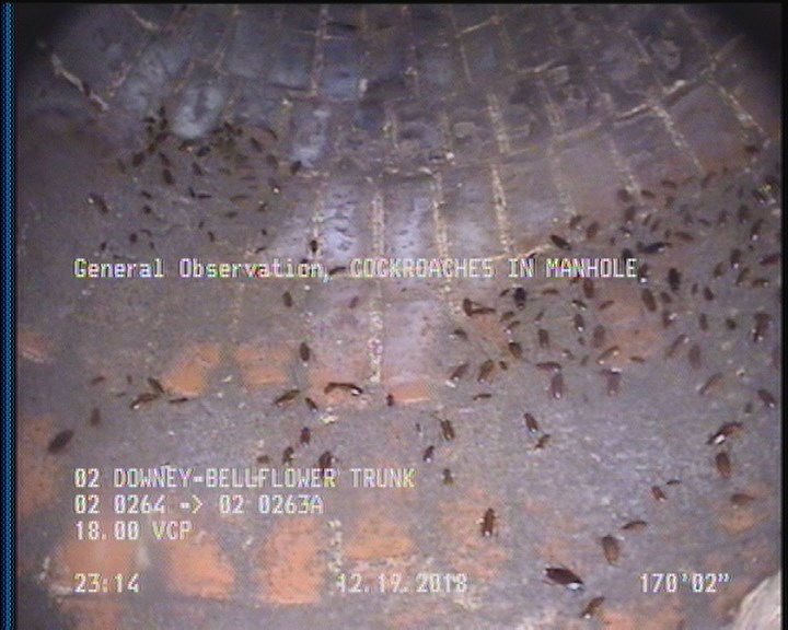 General Observation - COCKROACHES IN MANHOLE