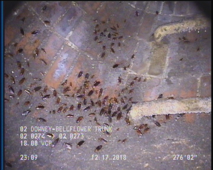 General Observation - COCKROACHES IN MANHOLE