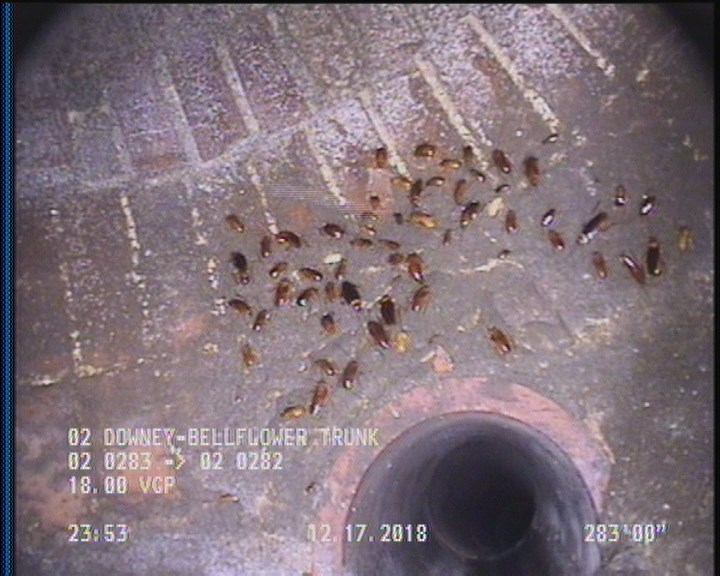 General Observation - COCKROACHES IN MANHOLE