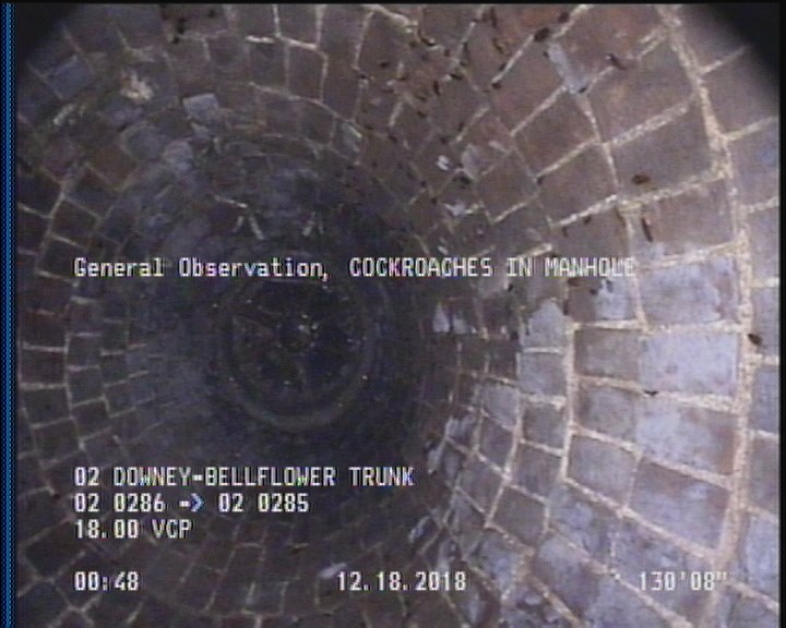 General Observation - COCKROACHES IN MANHOLE