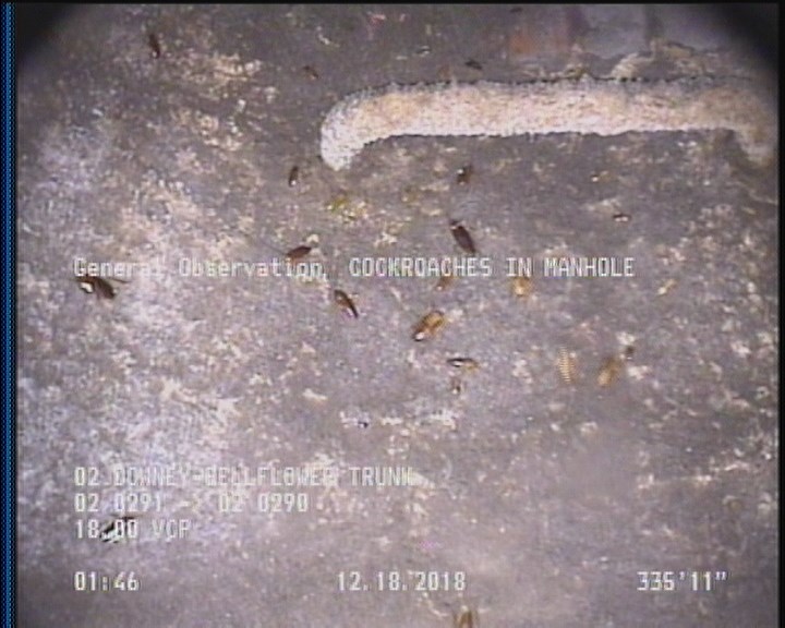 General Observation - COCKROACHES IN MANHOLE