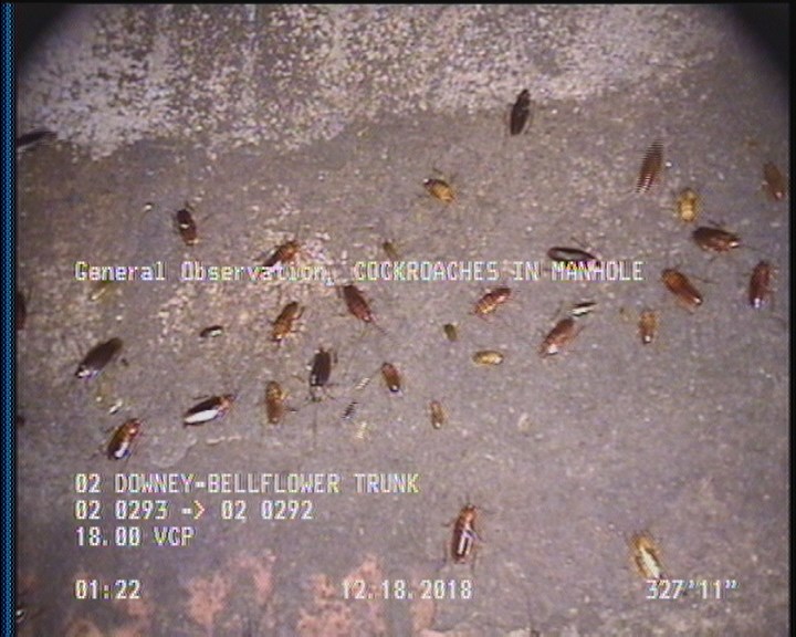 General Observation - COCKROACHES IN MANHOLE