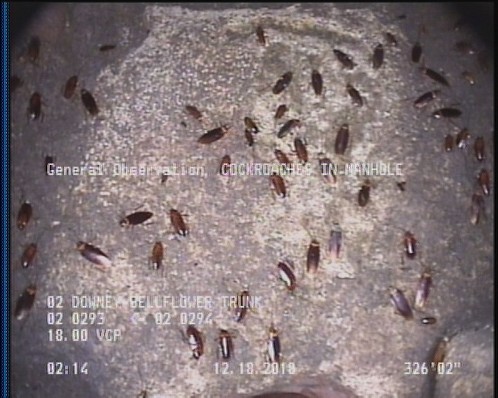 General Observation - COCKROACHES IN MANHOLE