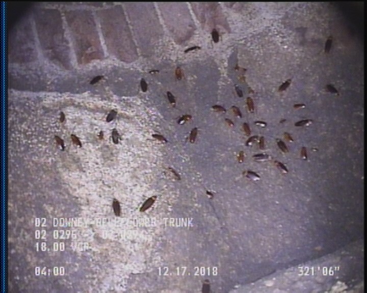 General Observation - COCKROACHES IN MANHOLE