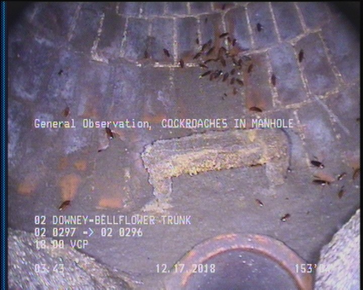 General Observation - COCKROACHES IN MANHOLE