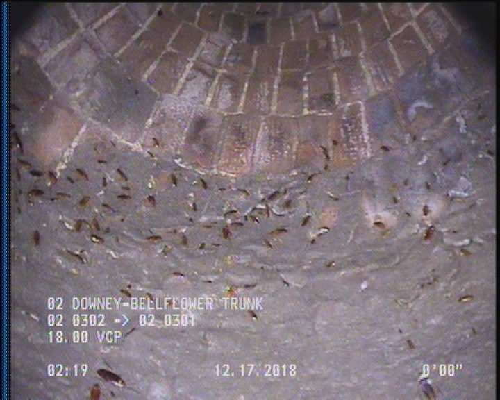 General Observation - COCKROACHES IN MANHOLE