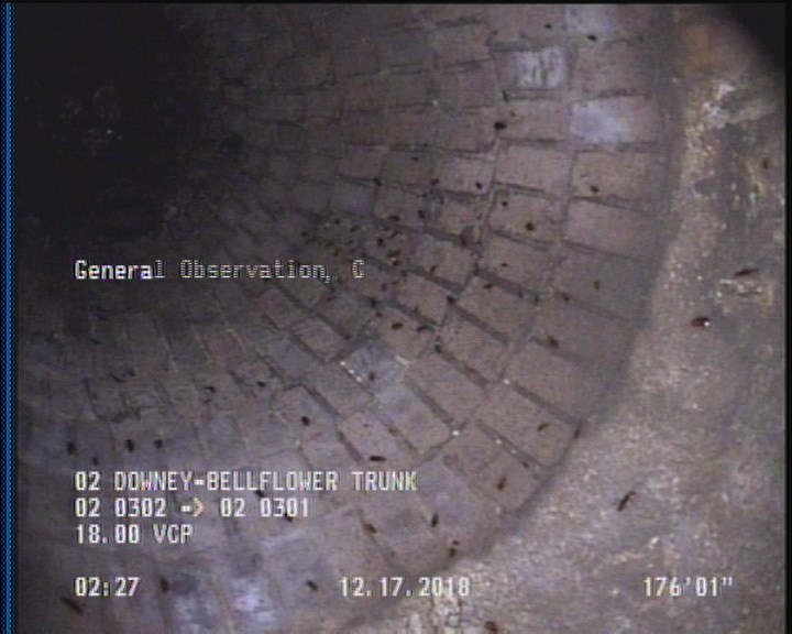 General Observation - COCKROACHES IN MANHOLE