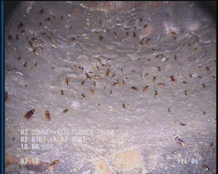 General Observation - COCKROACHES IN MANHOLE