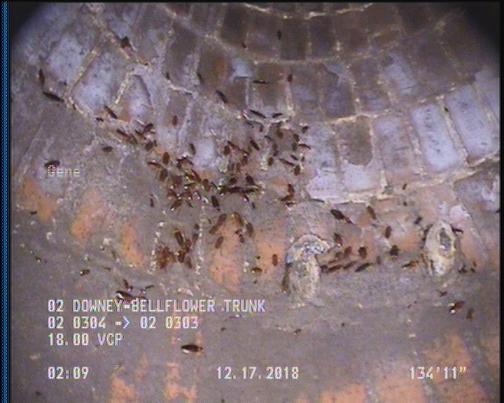 General Observation - COCKROACHES IN MANHOLE