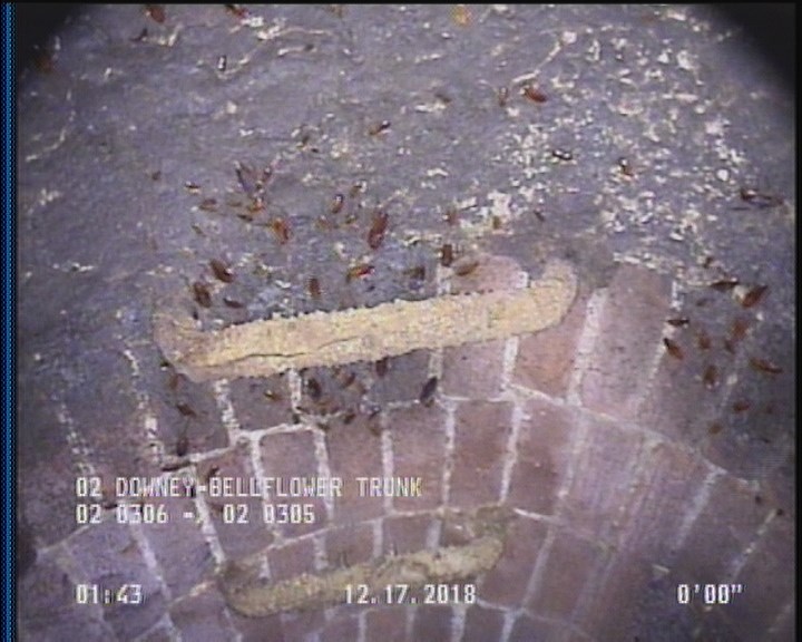 General Observation - COCKROACHES IN MANHOLE