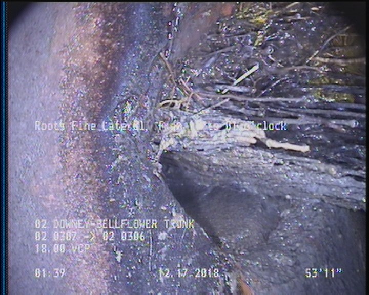 Roots Fine Lateral, from 11 to 01 o'clock