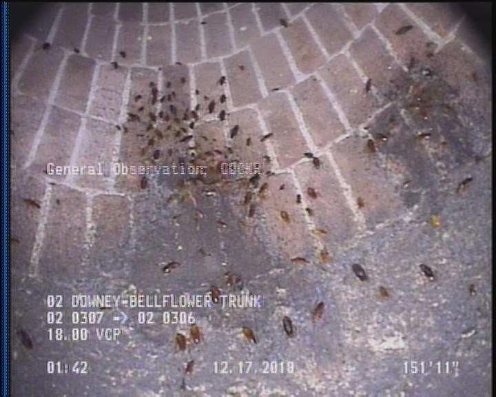 General Observation - COCKROACHES IN MANHOLE