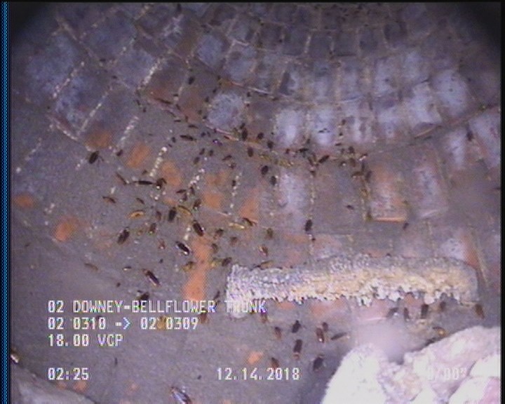 General Observation - COCKROACHES IN MANHOLE