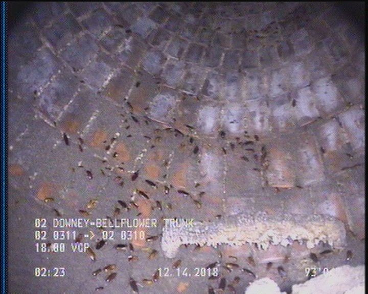 General Observation - COCKROACHES IN MANHOLE