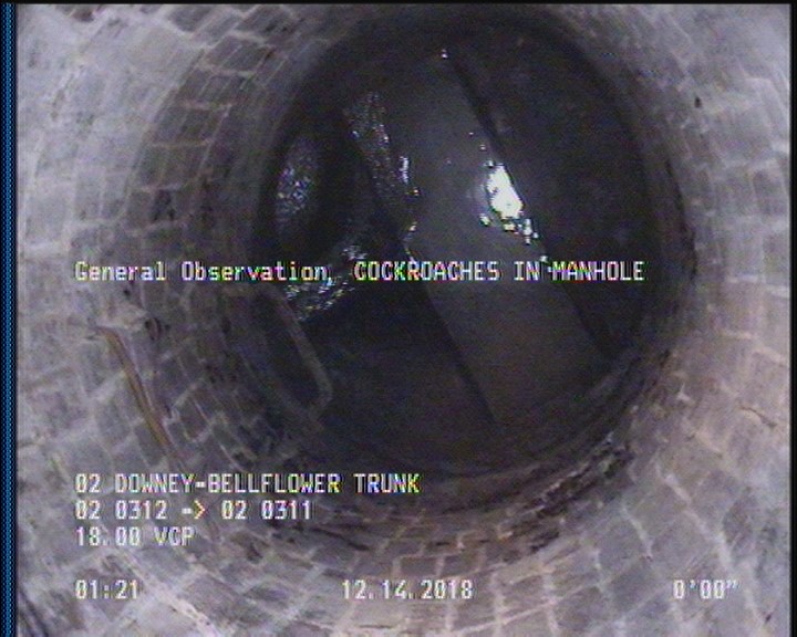 General Observation - COCKROACHES IN MANHOLE