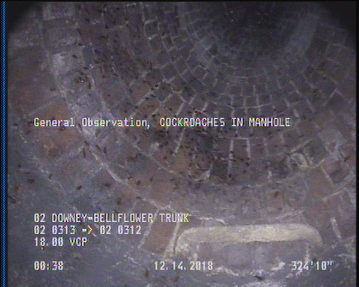 General Observation - COCKROACHES IN MANHOLE