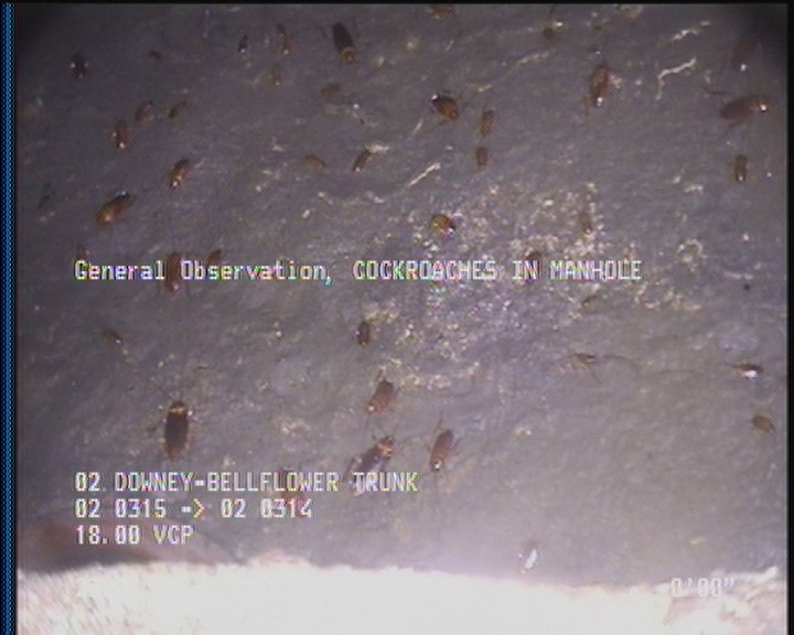 General Observation - COCKROACHES IN MANHOLE