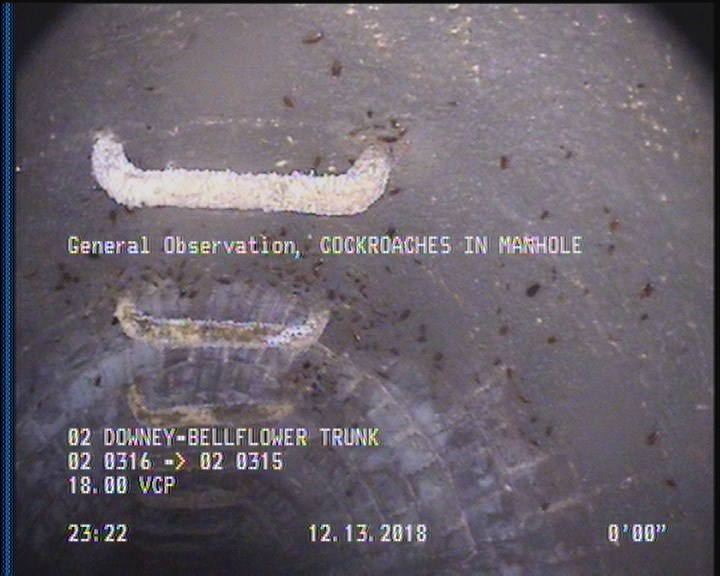 General Observation - COCKROACHES IN MANHOLE