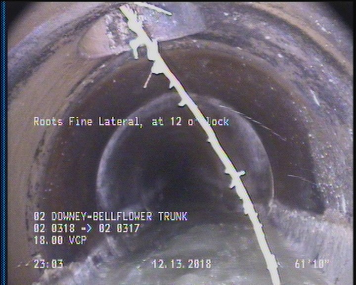 Roots Fine Lateral, at 12 o'clock