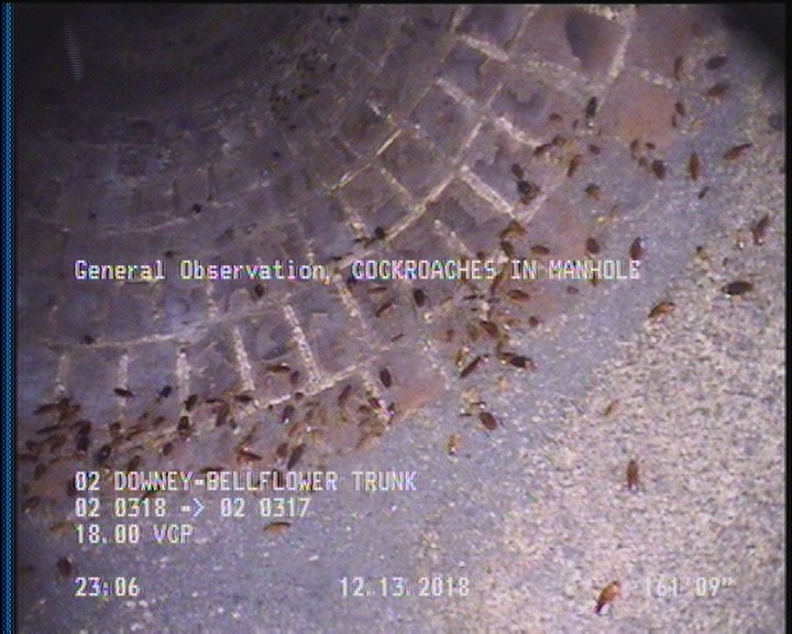 General Observation - COCKROACHES IN MANHOLE
