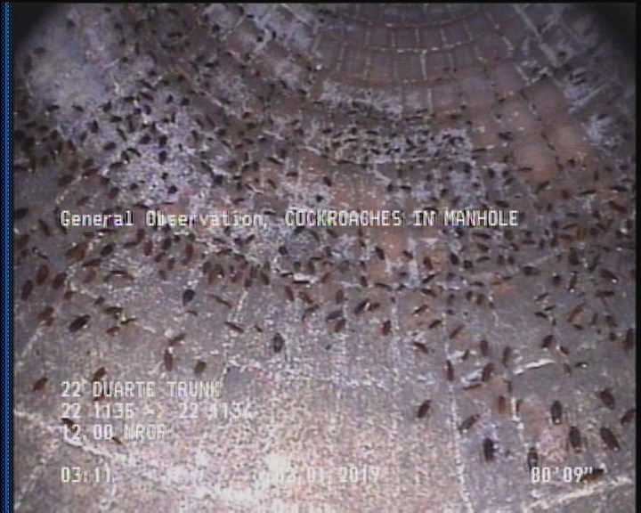 General Observation - COCKROACHES IN MANHOLE